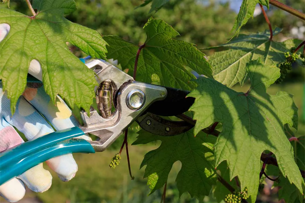 Frische Weinblätter nach dem Rebschnitt, ideal zur Verwertung in gefüllten Weinblättern.