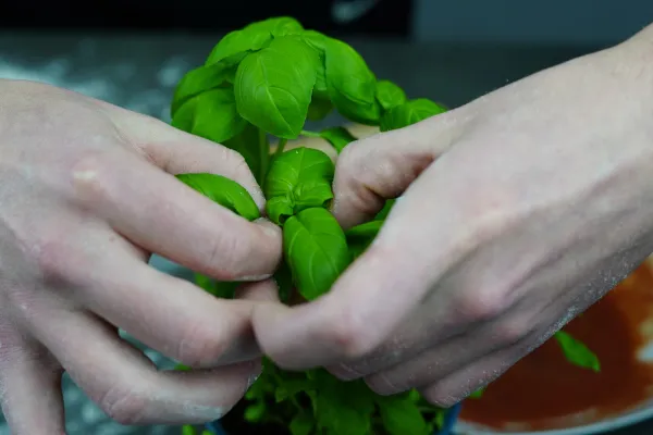 Frischer Basilikum für italienische Pizzasoße