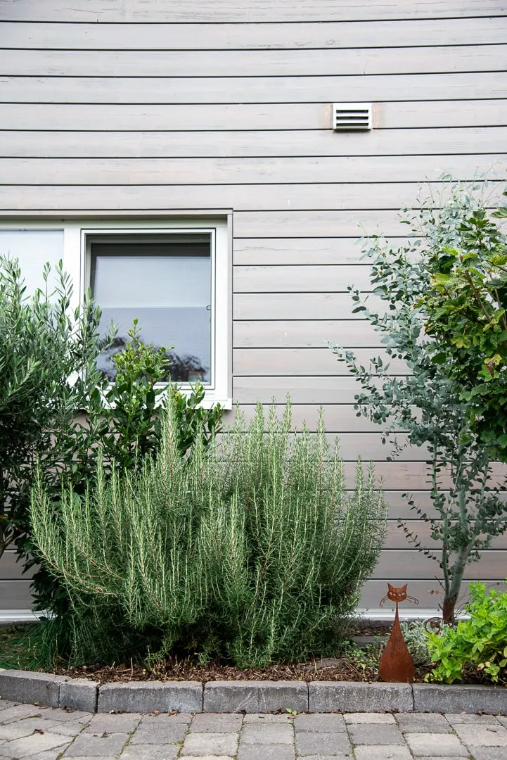 Frischer Rosmarin direkt vom Strauch, ideal für ein aromatisches Butternut Kürbis Rezept aus dem Ofen.