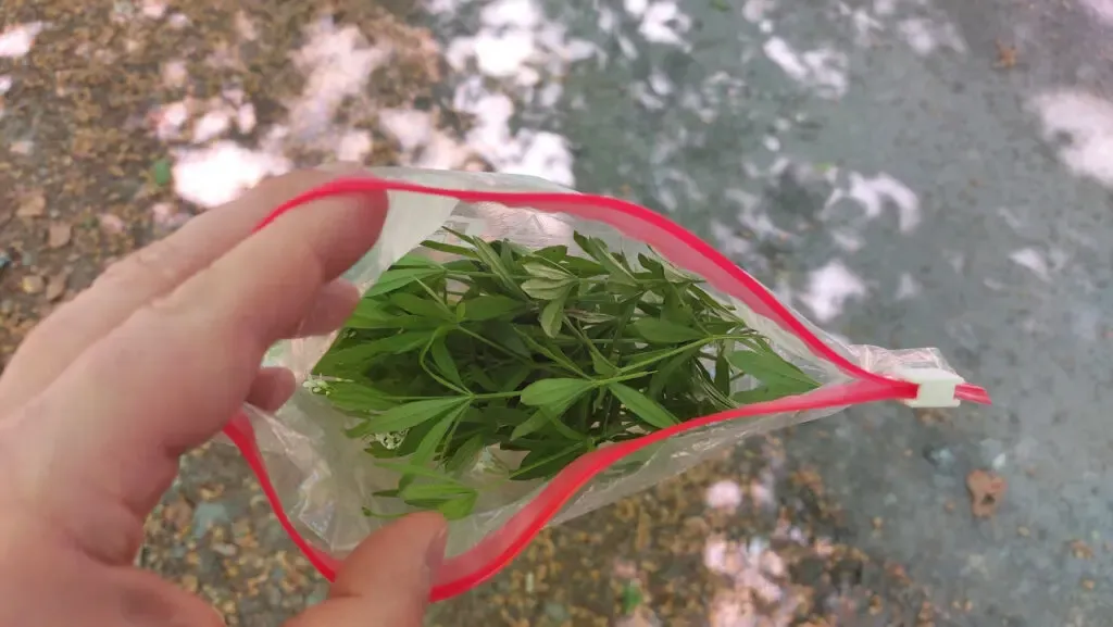 Frischer Waldmeister in einer Zip-Lock-Tüte