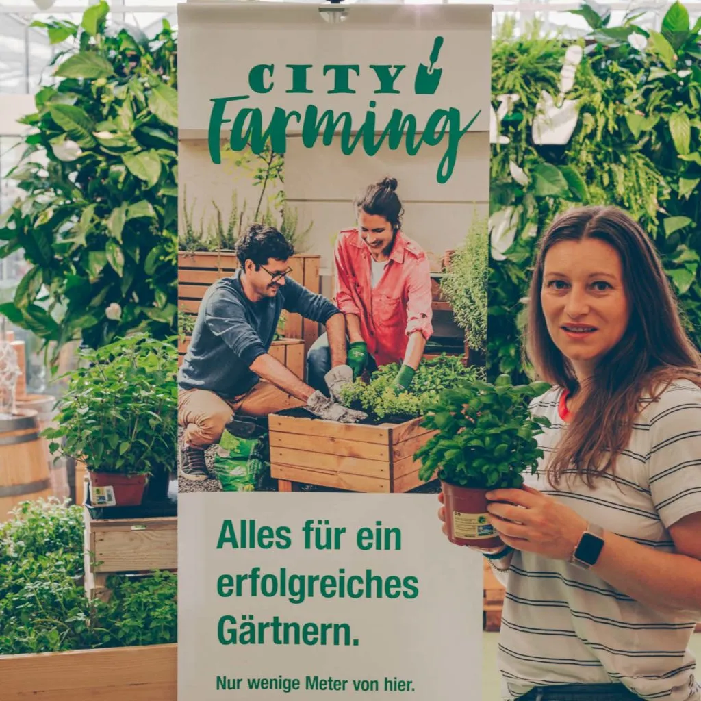 Frisches Basilikum in einem Hochbeet des Urban Gardens