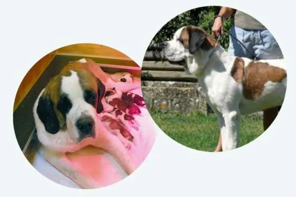 Fünf Bernhardiner Welpen in einer Wurfbox, einer blickt neugierig.