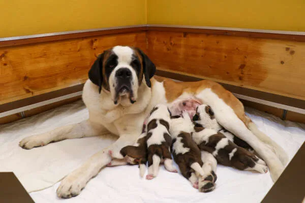 Fünf Bernhardiner Welpen schlafen auf einer hellen Decke