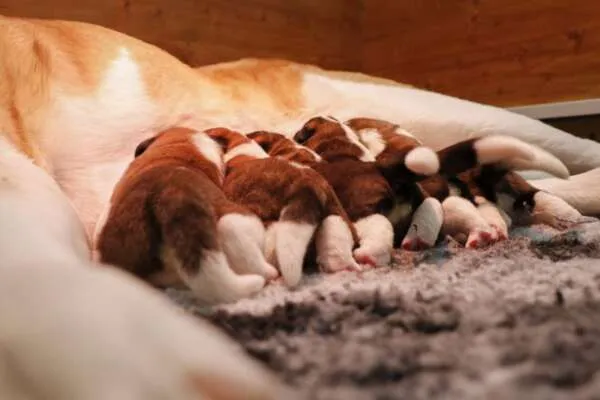 Fünf Bernhardiner Welpen schlafen und kuscheln zusammen