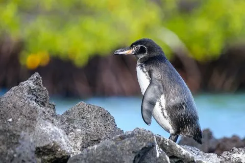 Galapagospinguin an der Elisabeth Bay der Insel Isabela