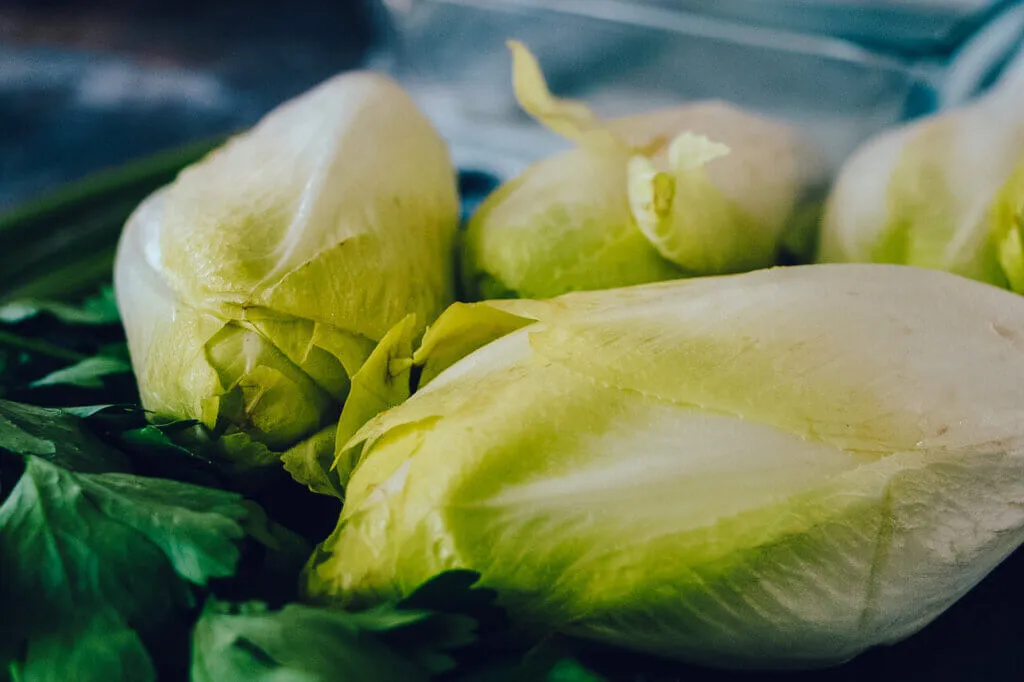 Gekochter Chicoree in einer Auflaufform, bereit für die Béchamelsauce und Mozzarella.