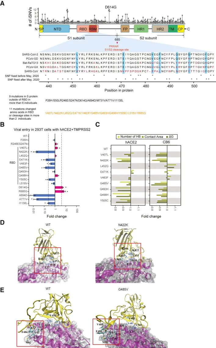Genetische und molekulare Struktur-Analyse von iSNVs im S-Protein-Gen