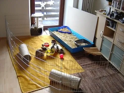 Geräumiges Zimmer-Kaninchengehege für die Innenhaltung mit Teppich und verschiedenen Ebenen