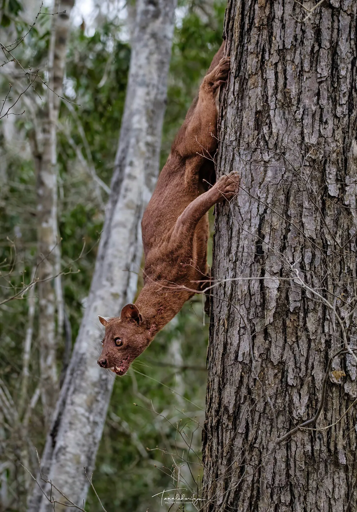 Geschickte Fossa klettert kopfüber einen Baum hinab – ein Verhalten, das artgerechte Haltung unmöglich macht