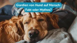 Giardien Hund Übertragung Mensch