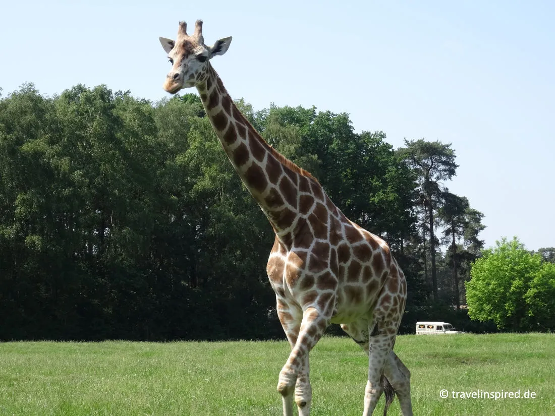 Giraffe im Serengeti Park, ein unvergessliches Erlebnis bei Norddeutschland Unternehmungen