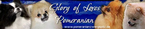 Glory of Love Pomeranian Zucht