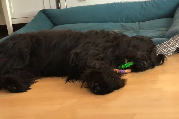 Glücklicher Briard Hawkins mit wehendem Fell im Wind während einer Autofahrt