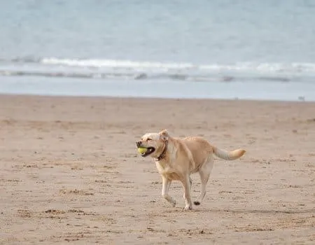 Glücklicher Hund mit Ball rennt am eingezäunten Hundestrand Norddeich, Norden, ein Highlight für Vierbeiner in Norddeutschland
