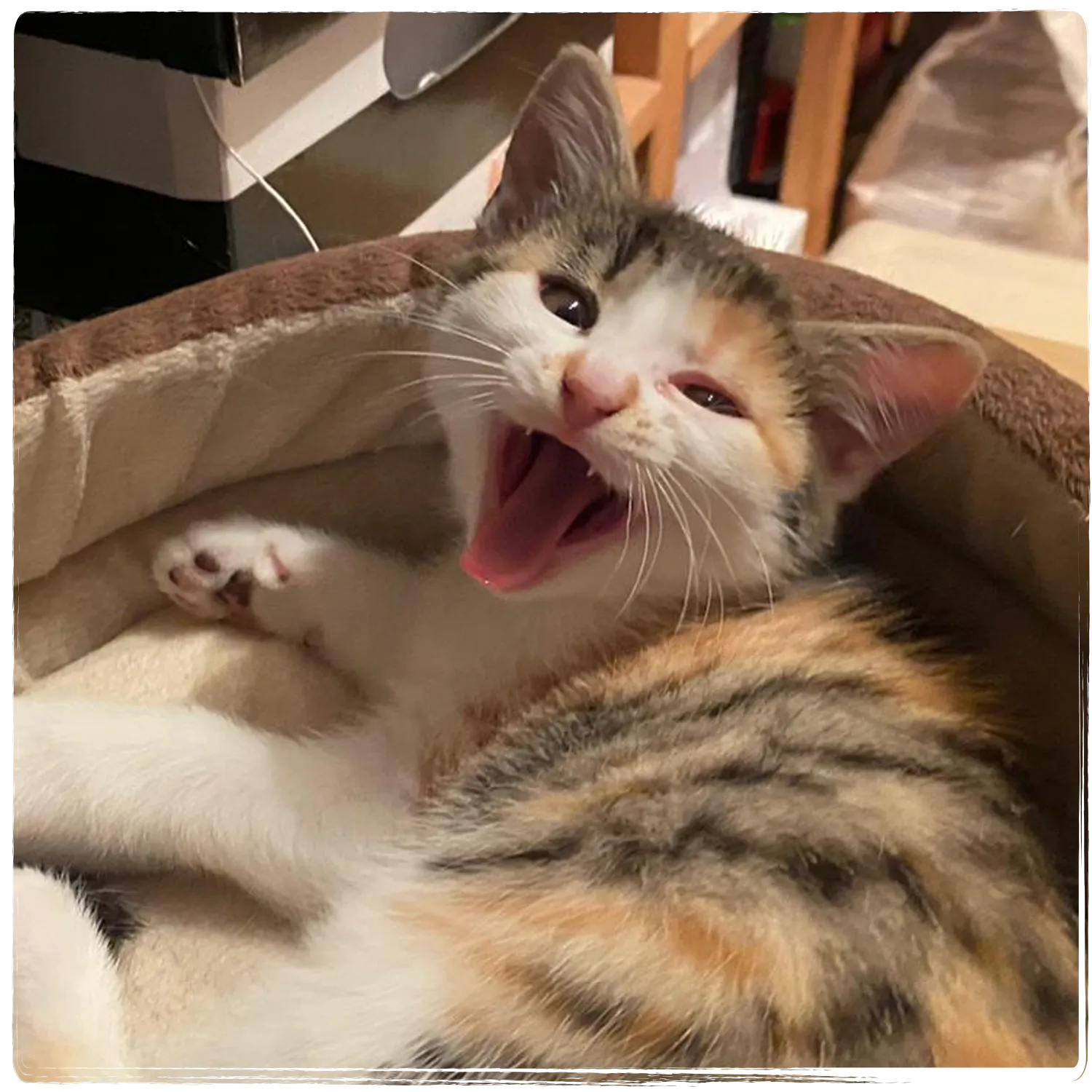 Glückliches, dreifarbiges Kitten liegt gähnend oder lachend in einem Katzenbett – Symbolbild für das soziale Engagement von Venandi Cares im Bereich Tierschutz.