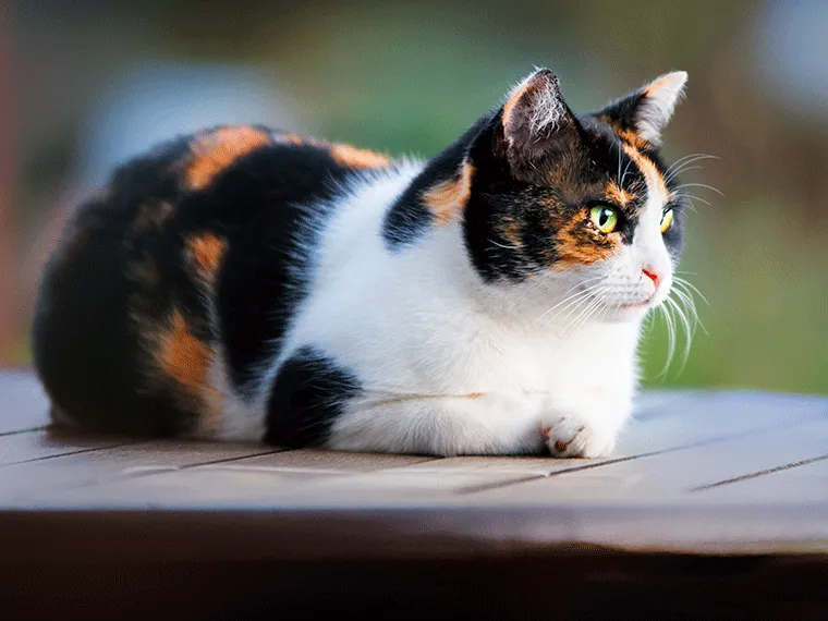 Glückskatze mit dreifarbigem Fell in Rot, Schwarz und Weiß