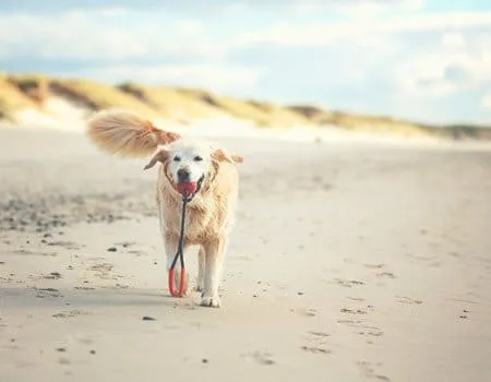 Golden Retriever mit Ball im Maul am seichten Hundestrand Hooksiel im Wangerland, hundefreundlicher Zugang zur Nordsee