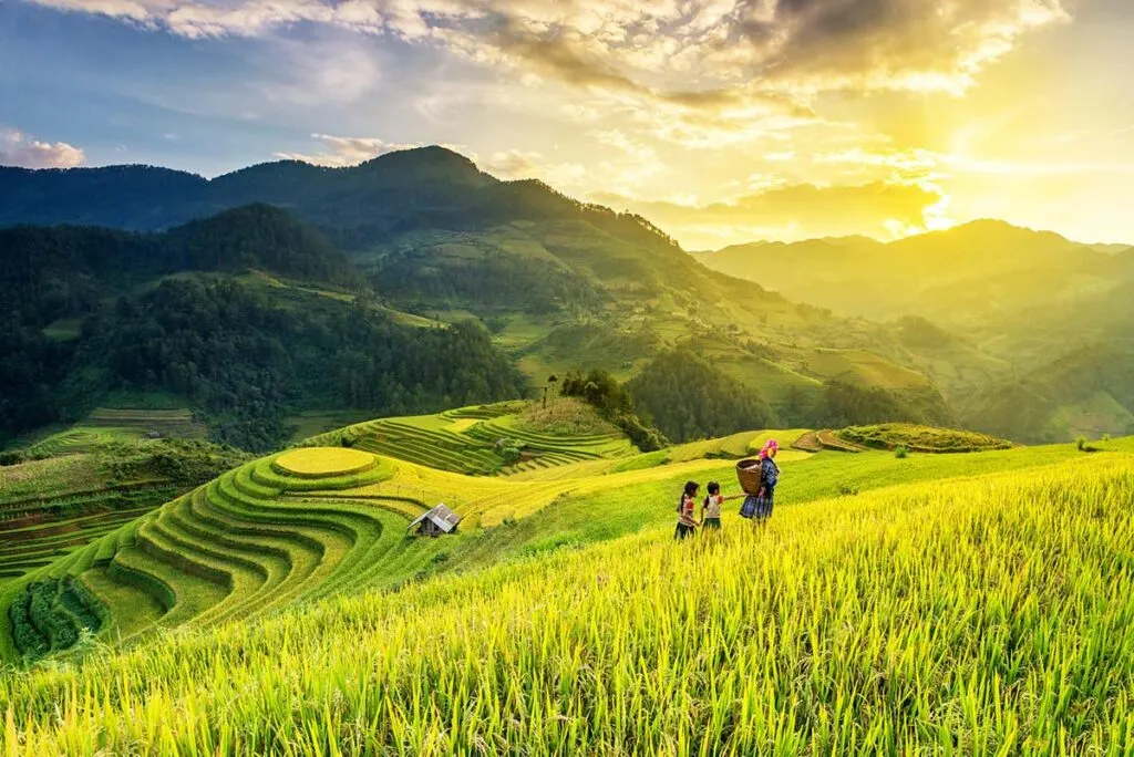 Goldene Reisterrassen von Mu Cang Chai während der Erntesaison, ein unvergesslicher Anblick für Vietnam Reisende
