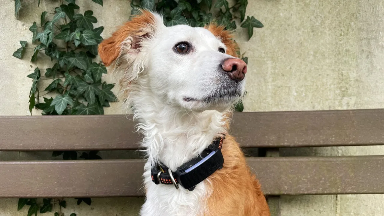 GPS-Tracker für Hunde Test: Gps Hunde Aufmacher