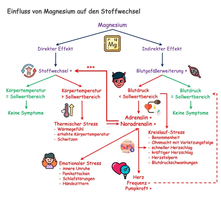 Grafik, die den Einfluss von Magnesium auf den Stoffwechsel und die Körpertemperatur veranschaulicht.