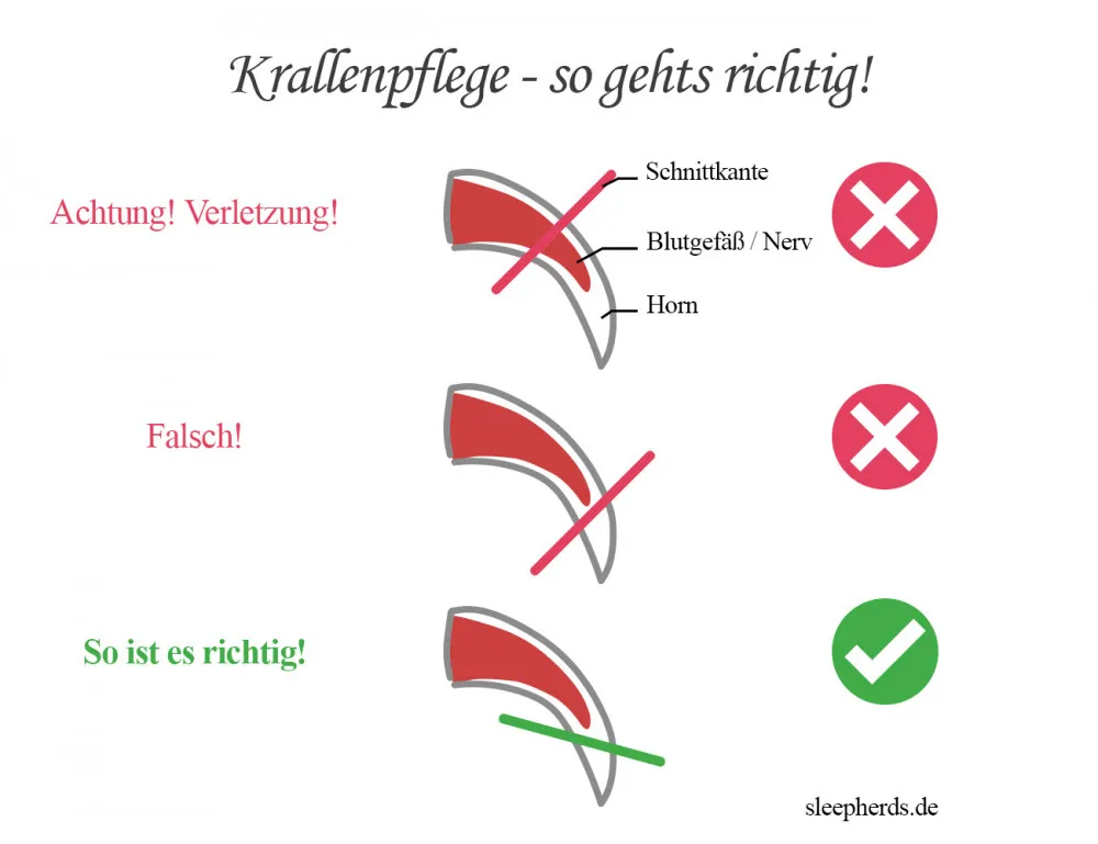 Grafik zur korrekten Anwendung von Krallenschere und Krallenschleifer bei Hunden, zeigt den sicheren Bereich für das Kürzen der Krallen.
