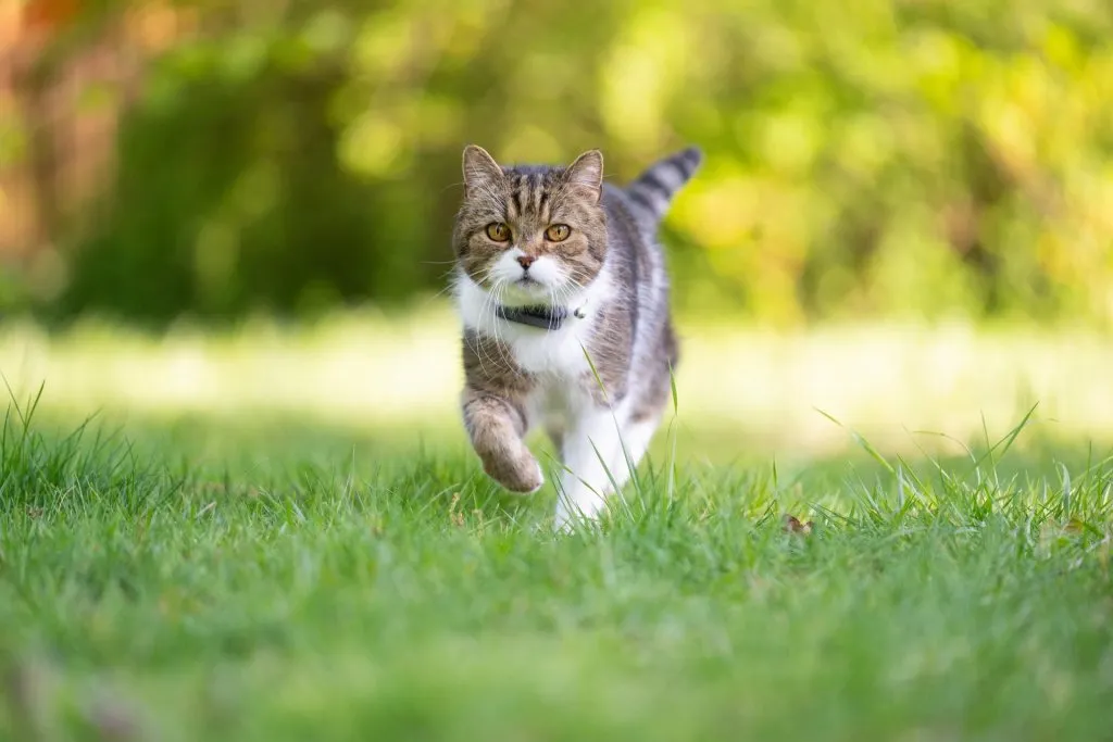 Grau getigerte Katze mit weißen Flecken und Tractive GPS Tracker am Halsband spaziert durch die Wiese