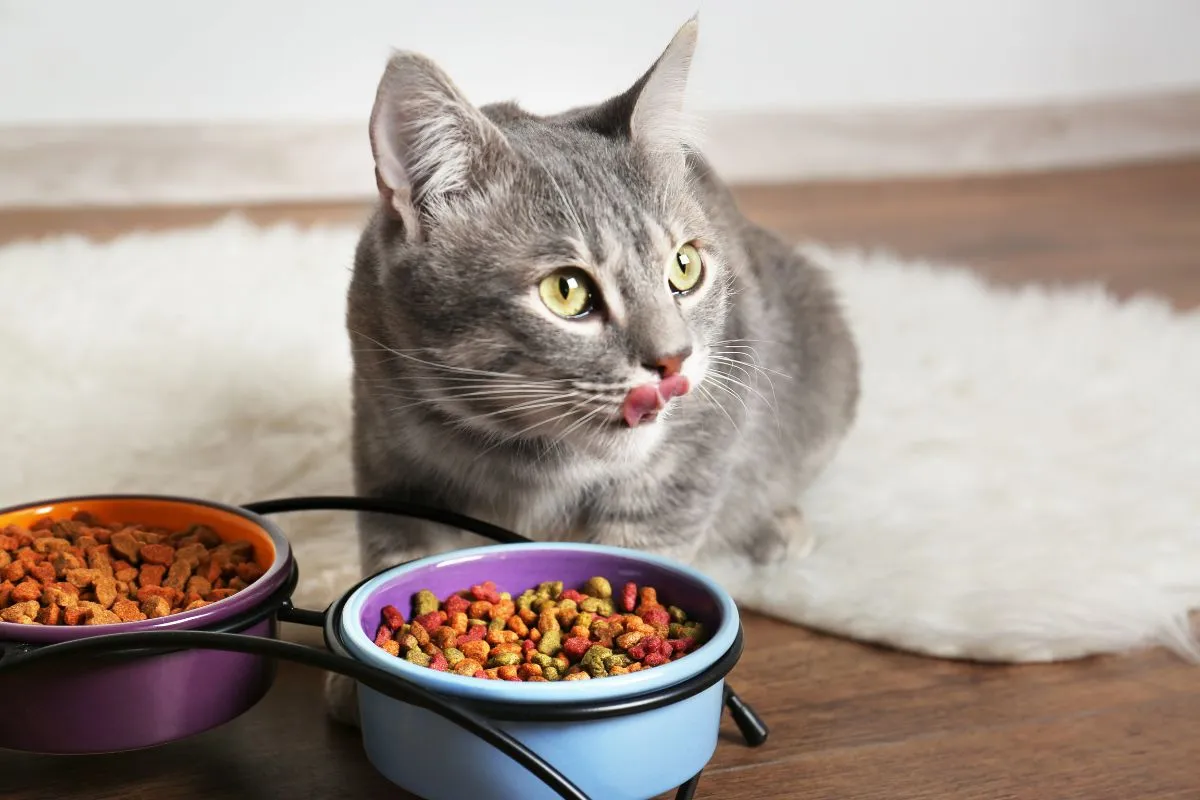 Graue Katze vor zwei gefüllten Futternäpfen mit unterschiedlichem Trockenfutter, das Ergebnis eines Tests.