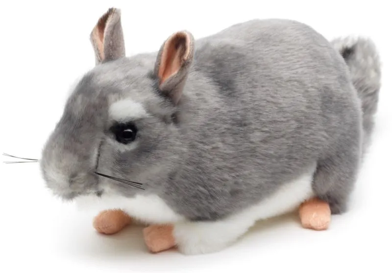Graues Chinchilla als besonderes Haustier im Gehege