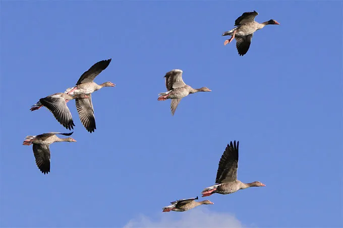 Graugänse - Foto: NABU/Ingrid Marquardt