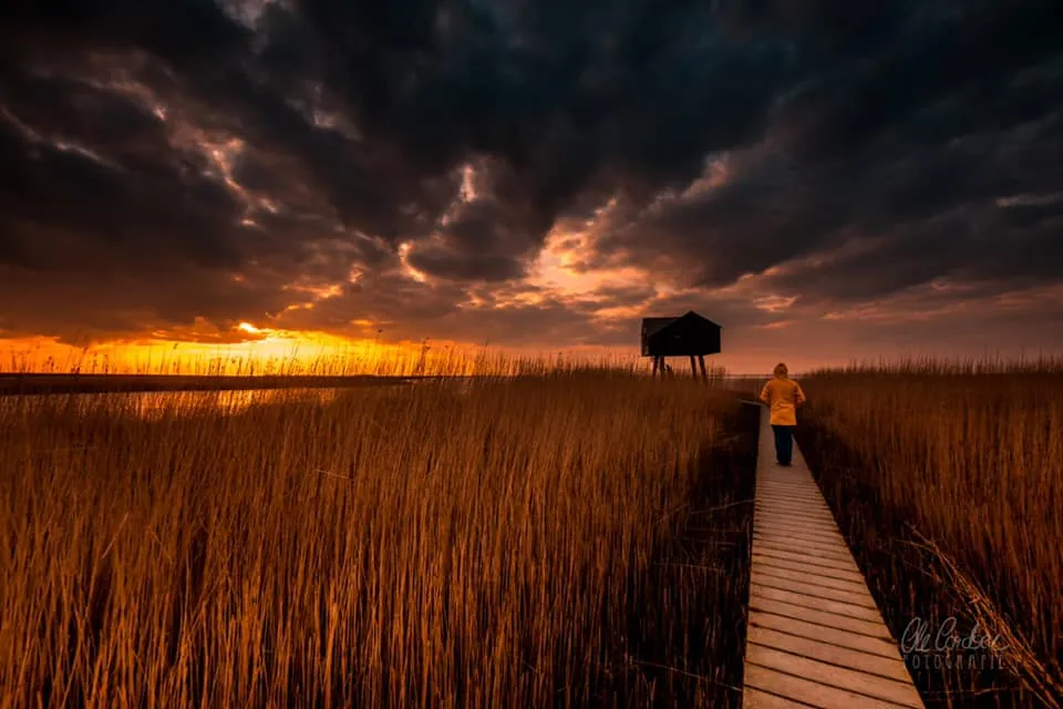 Grob gewürfelter Kassler, eine wesentliche Zutat für ein herzhaftes Bohnen Rezept.