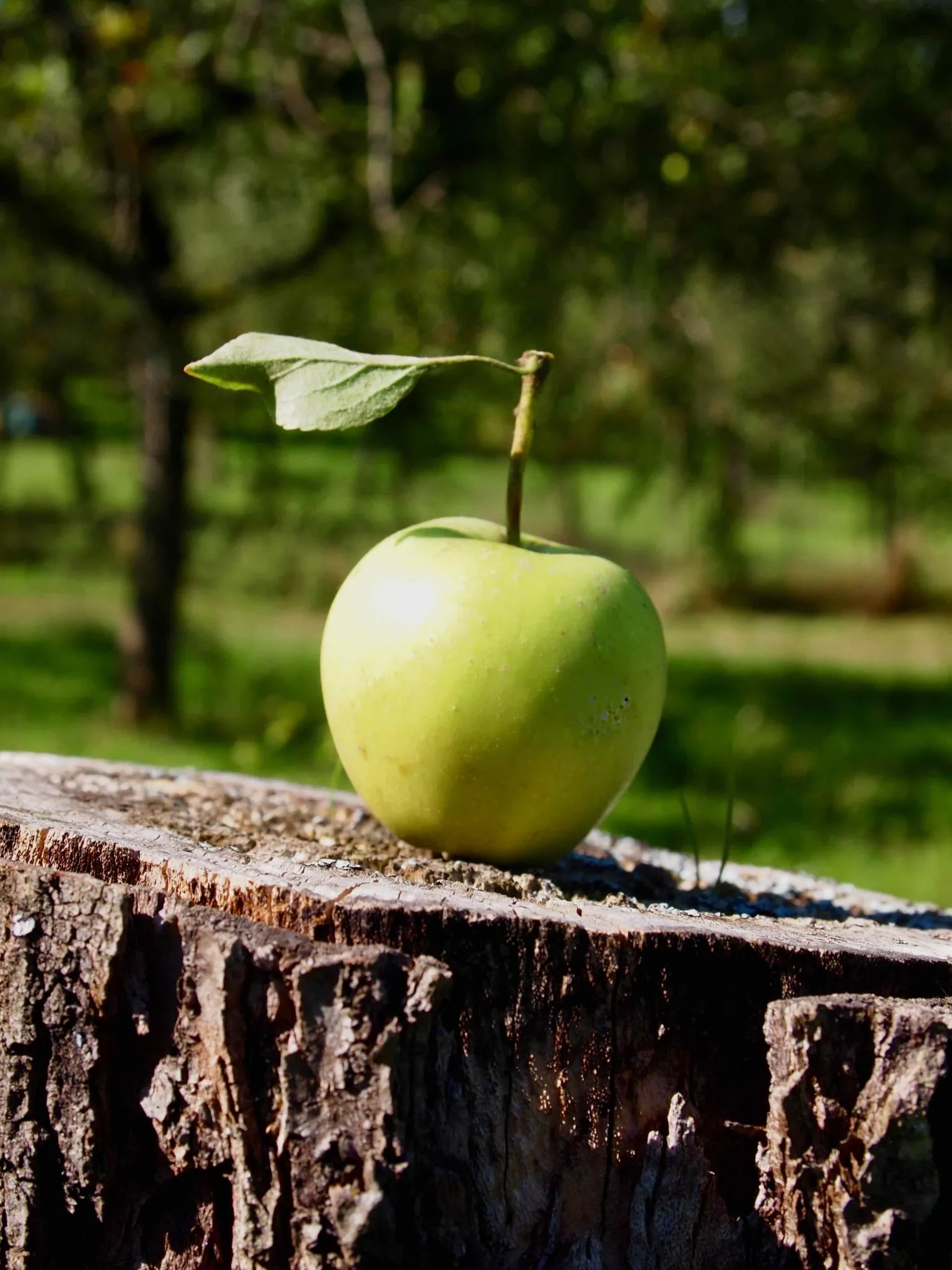 Große Mengen Äpfel auf dem Boden, bereit für die Weiterverarbeitung zu Feigen Rezepten oder Apfelmus