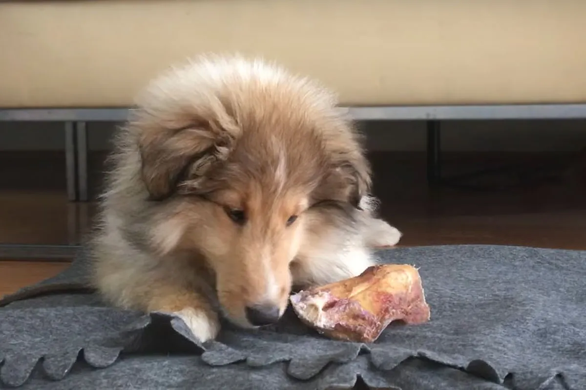 Großer, natürlicher Ochsenziemer als sicherer Kauartikel für einen Welpen, gut gegen Zahnfrakturen und Verschlucken.