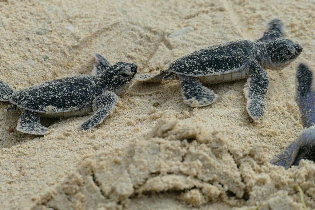 Grüne Schildkrötenbabys an einem Strand in Con Dao