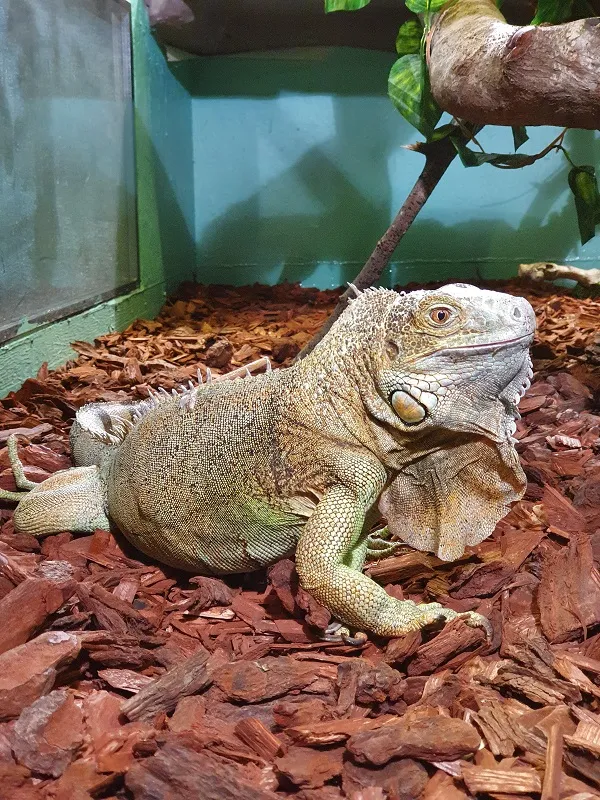 Grüner Leguan (Iguana iguana) im Terrarium, ein bewilligungspflichtiges spezielles Haustier