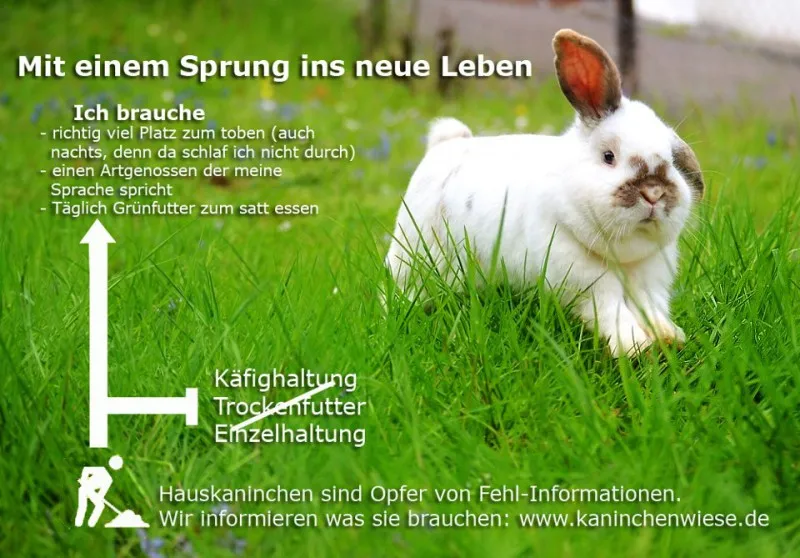 Gruppe von Kaninchen in einer artgerechten Gehege-Umgebung mit viel Platz