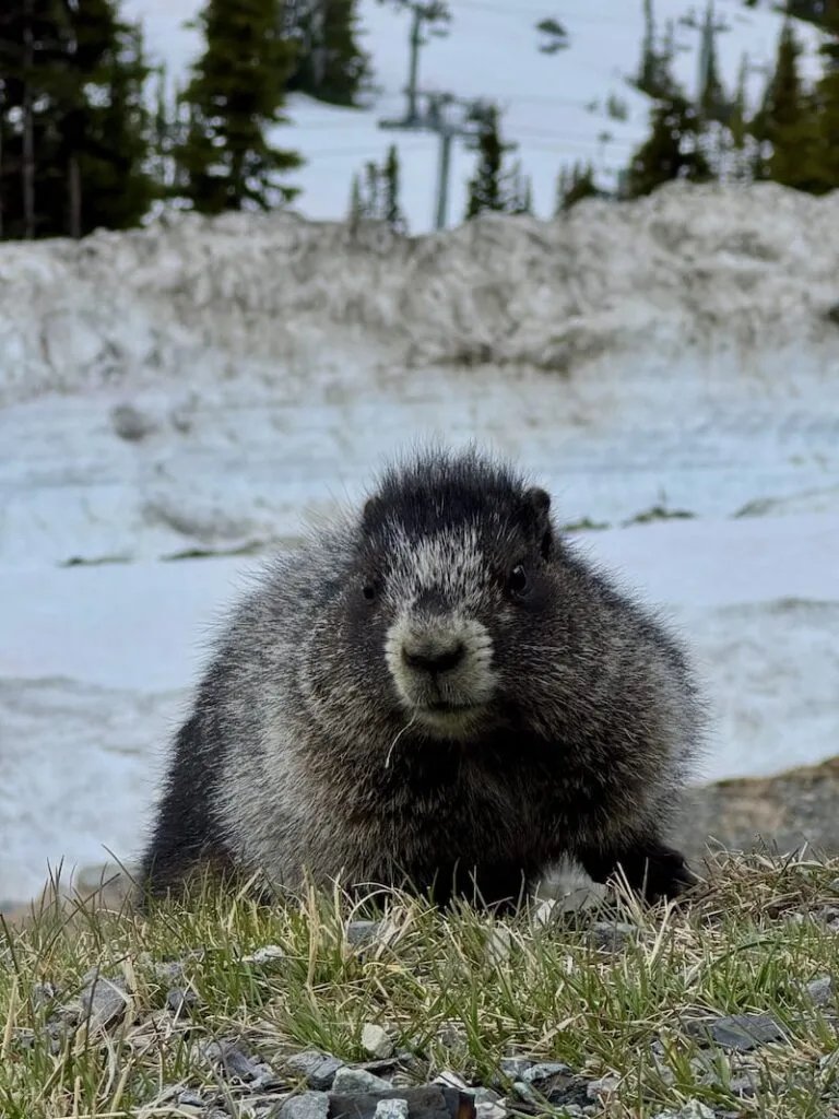 Guten Morgen! Dieses putzige Murmeltier ist wohl eben erst aus dem Winterschlaf erwacht.