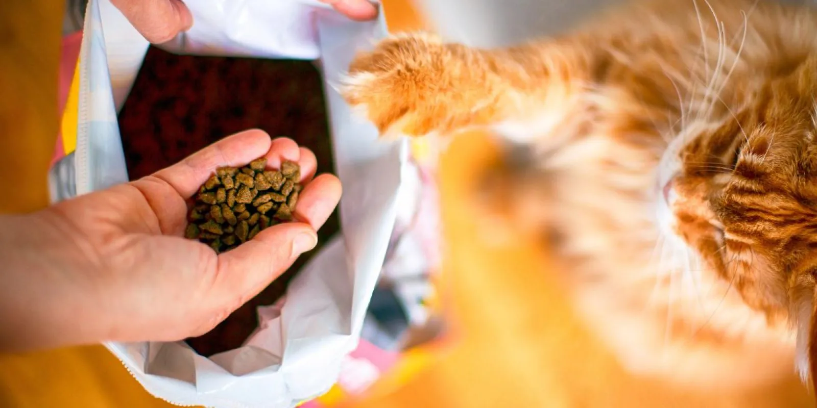 Hand greift in einen Sack mit Katzen-Trockenfutter, während eine Katze neugierig zusieht – Szene aus einem Katzenfutter Test.