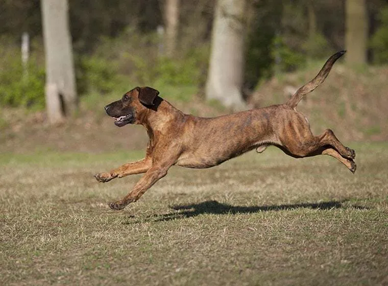 Hannoverscher Schweißhund