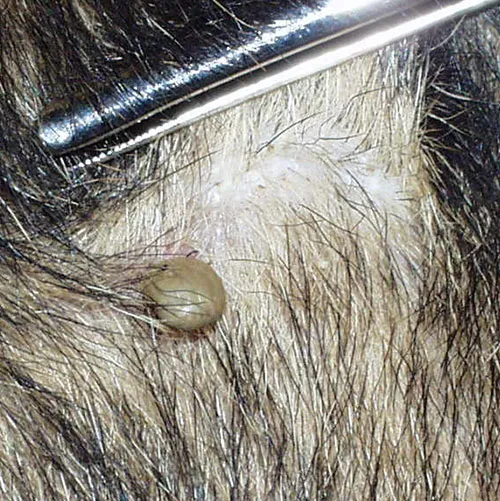 Häufig schwer im dichten Fell zu erkennen: Zeckenbiss beim Hund