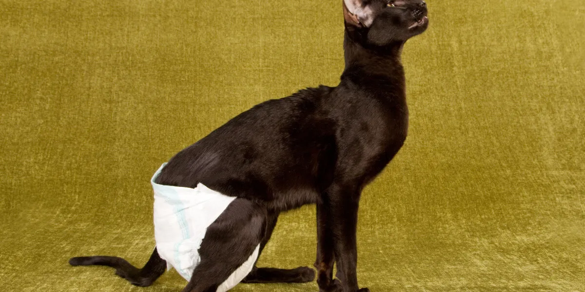 Hauskatze mit Windel als Schutz vor ungewollter Paarung