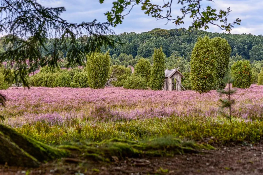 Heidschnucken in der Lüneburger Heide