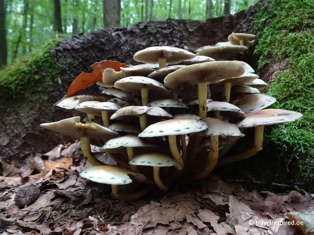 Herbstliche Pilze am Waldboden im Sachsenwald bei Aumühle, ein magischer Ort für Naturerkundungen und Spaziergänge.