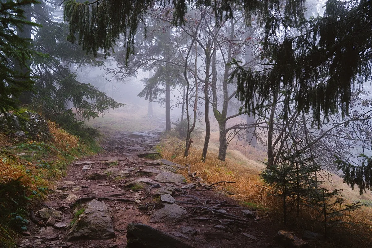 Herbstlicher Wanderweg am Kaitersberg mit Steinen und Laub im Nebel