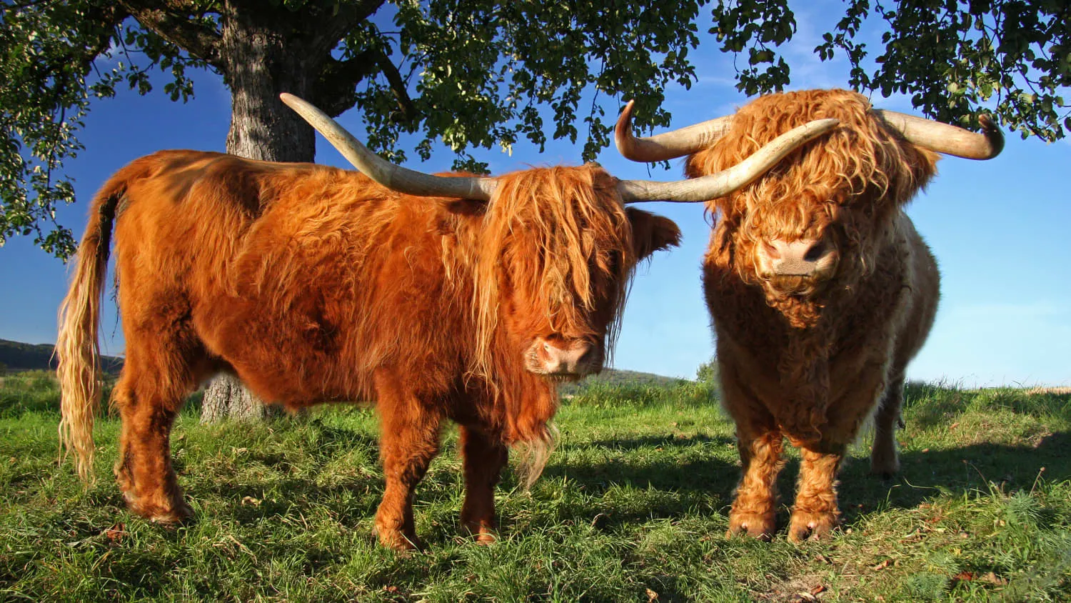Highland Ochsen auf der Weide