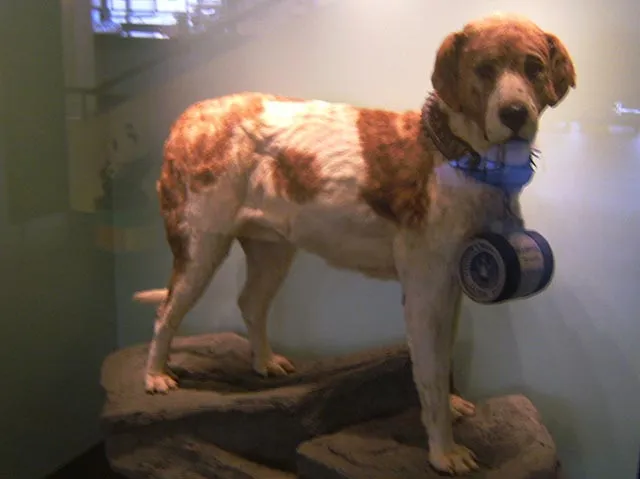 Historischer Bernhardiner Barry im Naturhistorischen Museum Bern