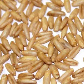 Hochwertige Bioland Nackthaferkörner für nahrhaftes Müsli und Porridge