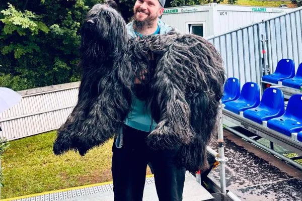 Horatio Caine, ein stolzer Briard Rüde, posiert elegant bei einer Hundeausstellung