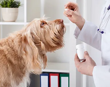 Hund beim Verabreichen einer Wurmtablette