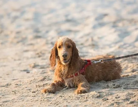 Hund genießt die Natur und den weiten Sandstrand am Hundestrand Schillig, Wangerland, Norddeutschland