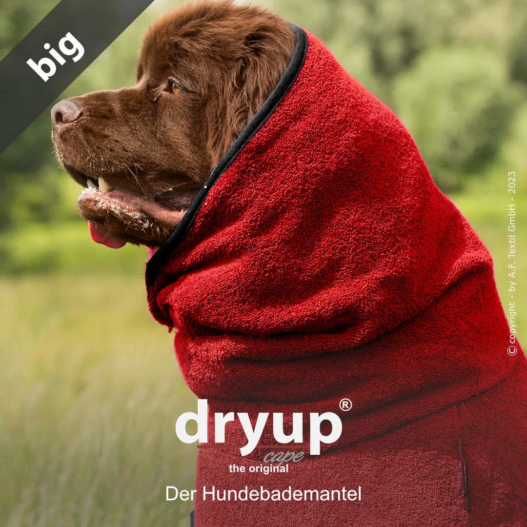 Hund im DRYUP® CAPE Big RED PEPPER